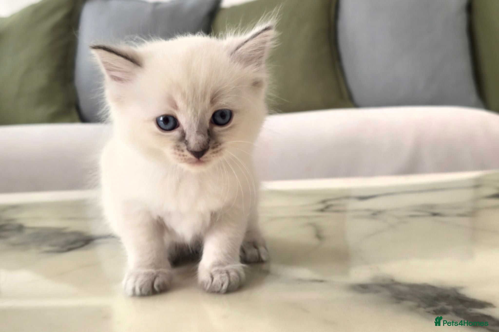 Ragdoll cats 🤍 Pure Ragdoll Kittens Ready Now - Advert 1
