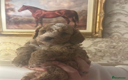 Shihpoo dogs for sale: F1b Shihpoo Puppies - 2 boys, 3 girls  - Advert 13