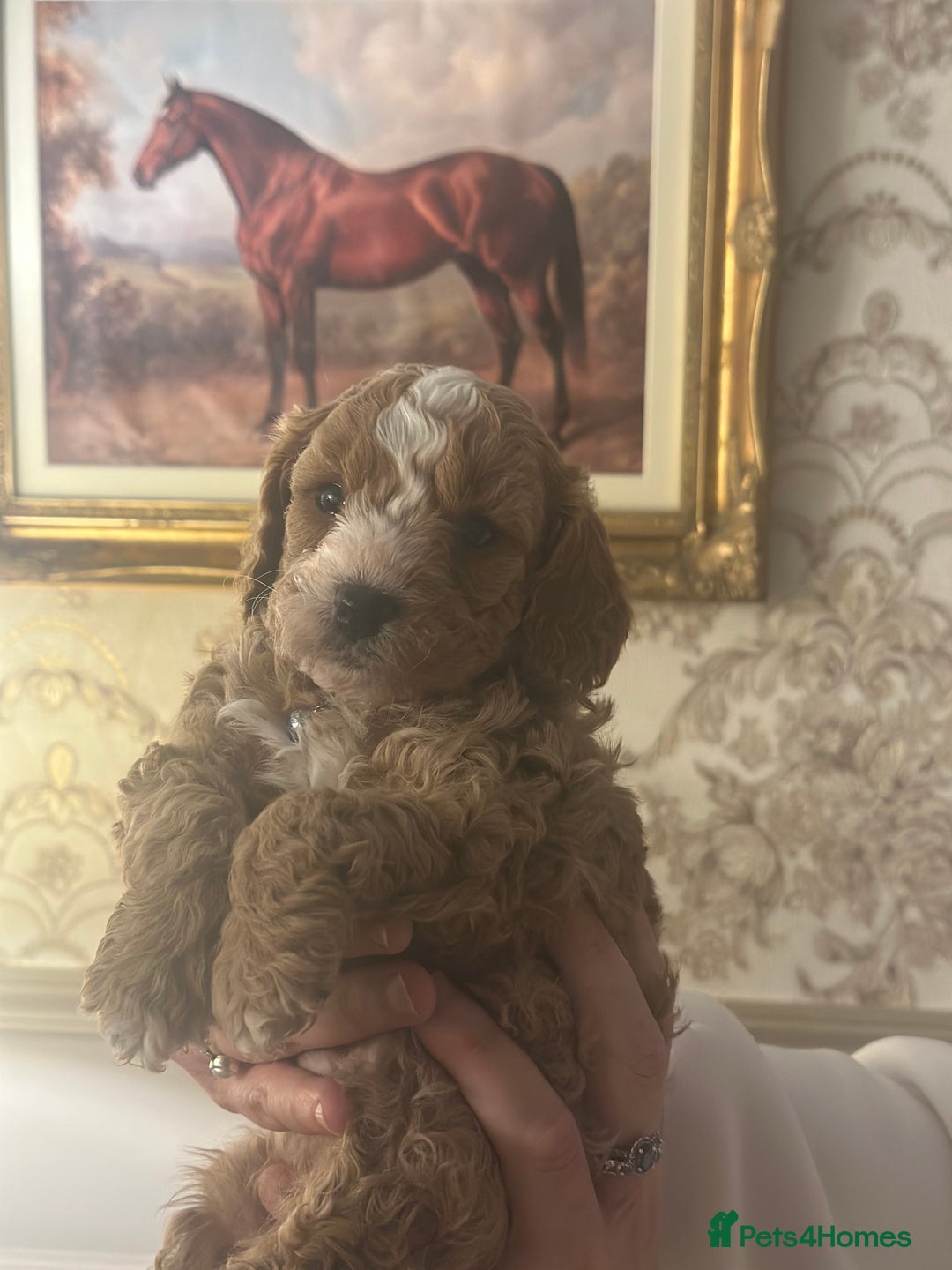 Shihpoo dogs for sale: F1b Shihpoo Puppies - 2 boys, 3 girls  - Advert 13