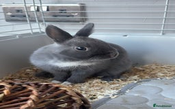 Netherland Dwarf rabbits for sale: Dwarf bunny ready to go now !  - Image 2