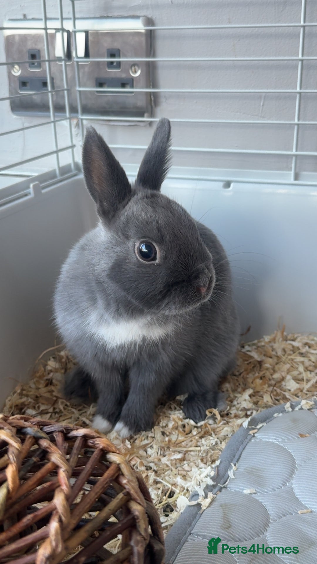 Netherland Dwarf rabbits for sale: Dwarf bunny ready to go now !  - Image 2