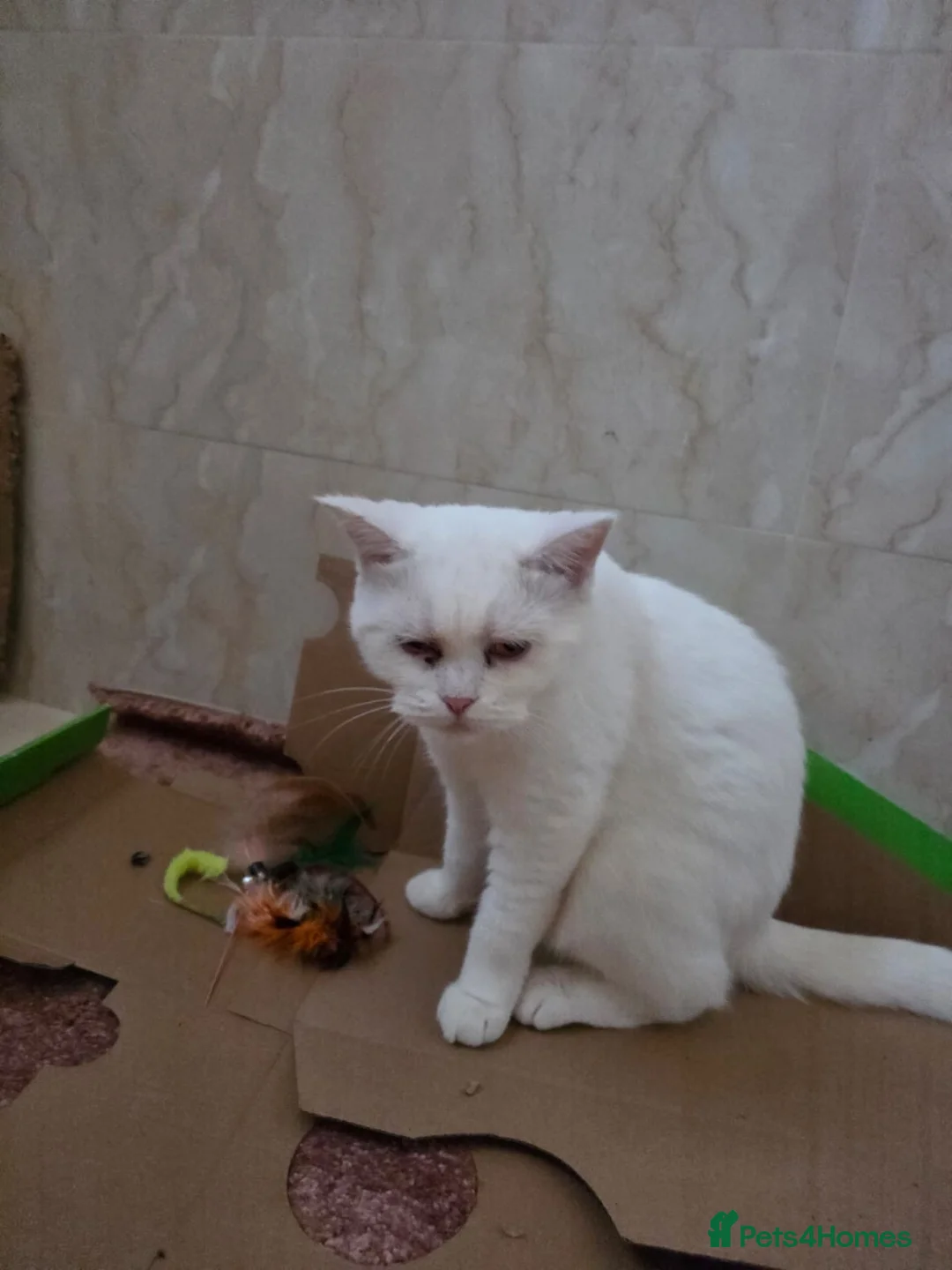 Mixed Breed cats for sale: Mimi  - Advert 2