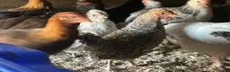 Chickens poultry for sale: Pure Breed Cockerels  - Advert 4