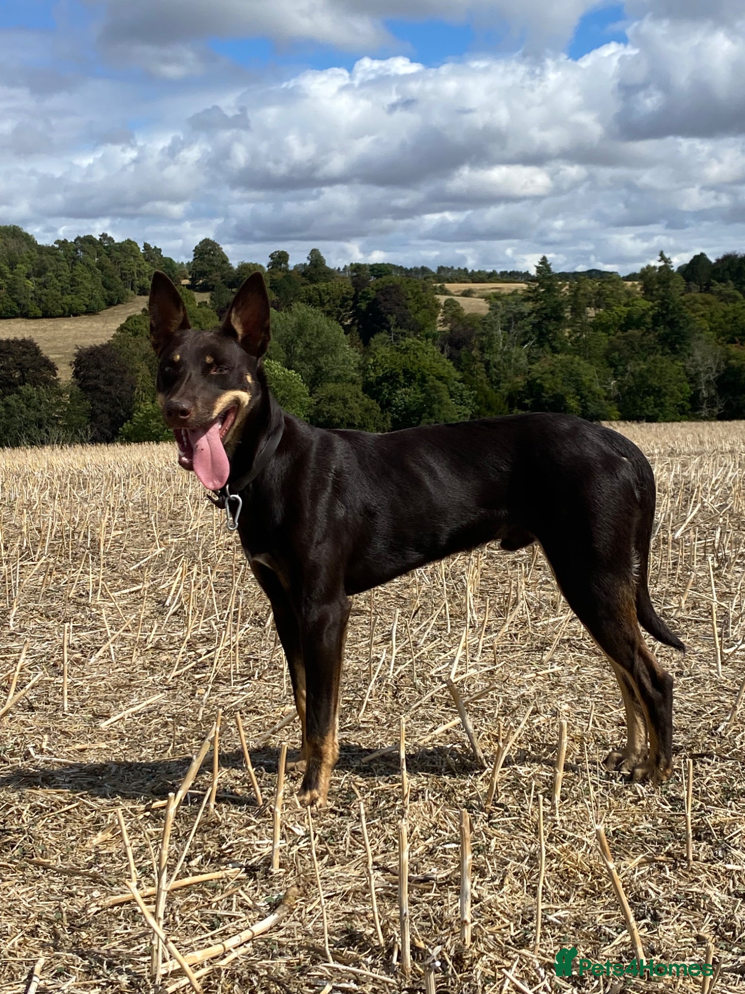 Australian Kelpie dogs for sale: Copper- brown kelpie dog in Cheltenham - Advert 3