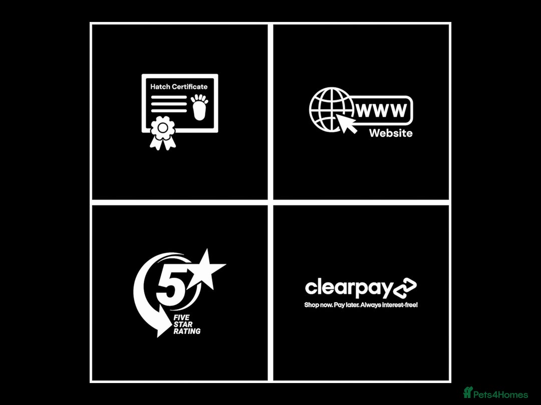 Chameleon reptiles for sale: CHAMELEON BABIES - Advert 3