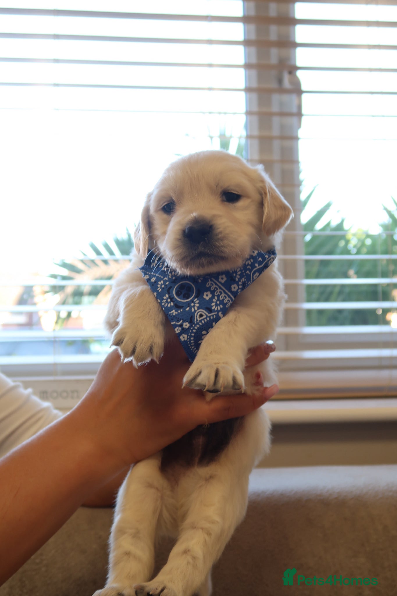 Golden Retriever dogs for sale: Pure bread puppies - Advert 22