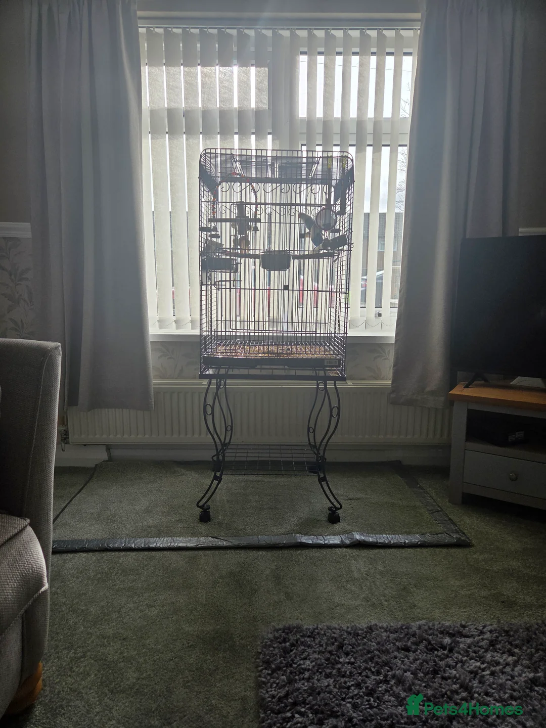 Lovebirds birds for sale: Mr and Mrs Lovebirds in Wakefield - Advert 9