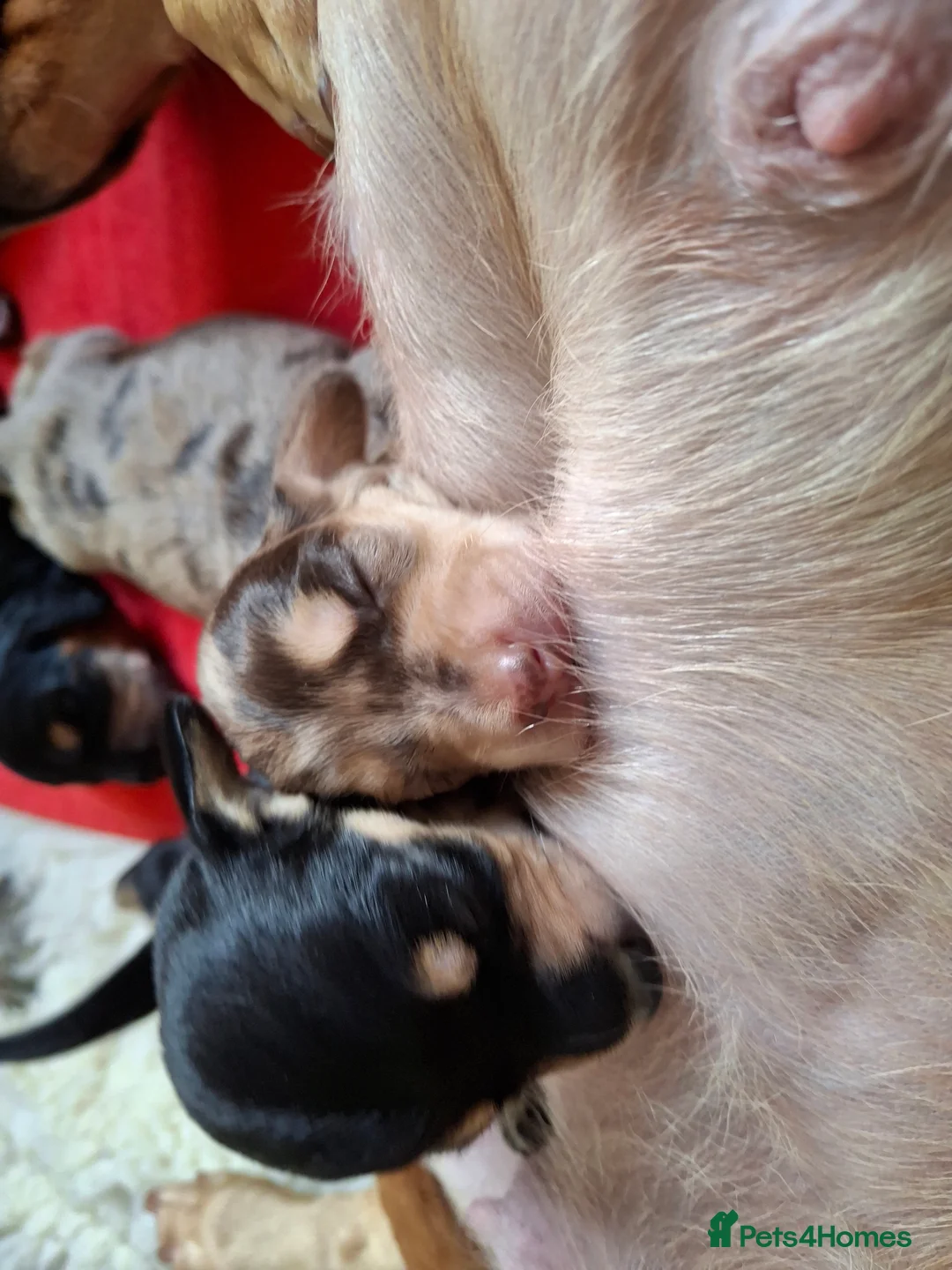 Miniature Dachshund dogs for sale: 🐾❤️KC Reg Smooth Haired Miniature dachshunds  - Advert 3