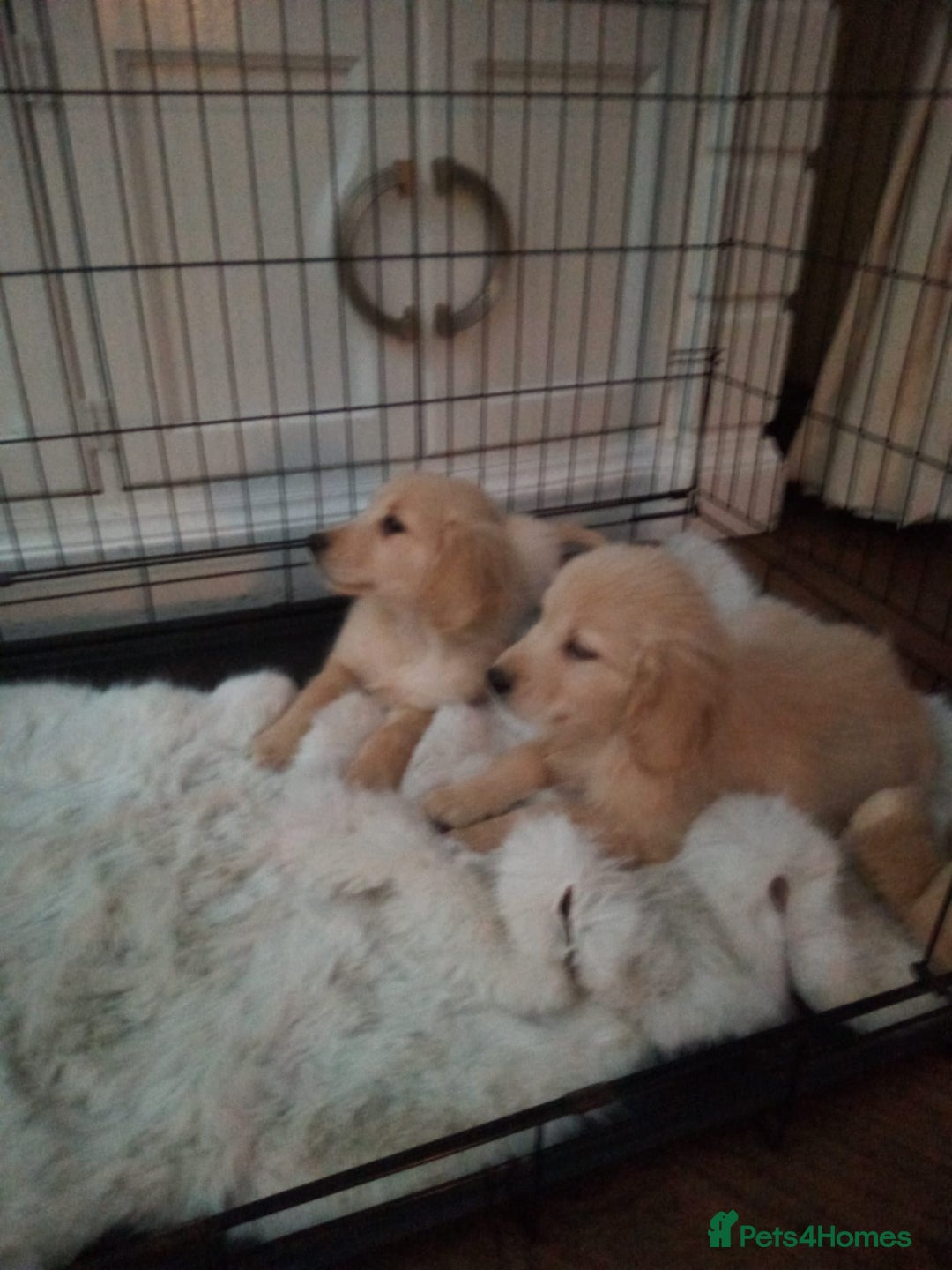 Golden Retriever dogs for sale: KC registered golden retrievers for sale  - Advert 5