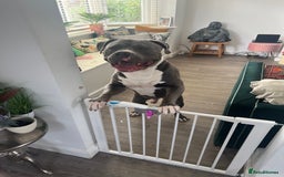 American Bulldog dogs for sale: Loving American Bulldog for Sale  - Image 7