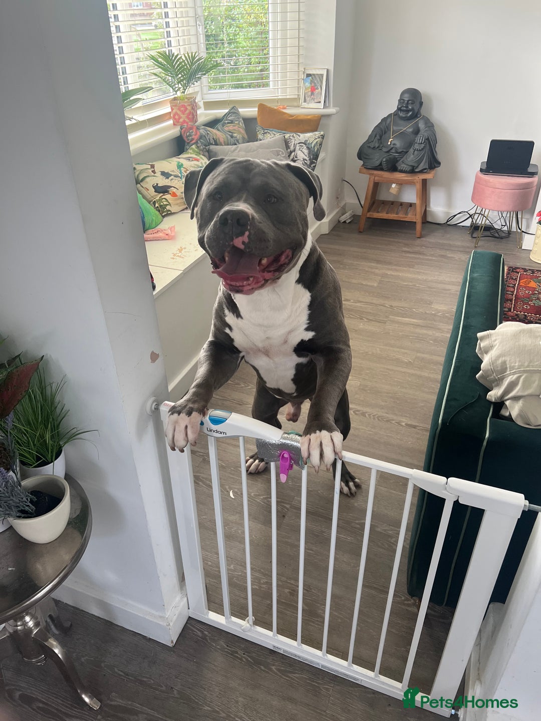 American Bulldog dogs for sale: Loving American Bulldog for Sale  - Image 7