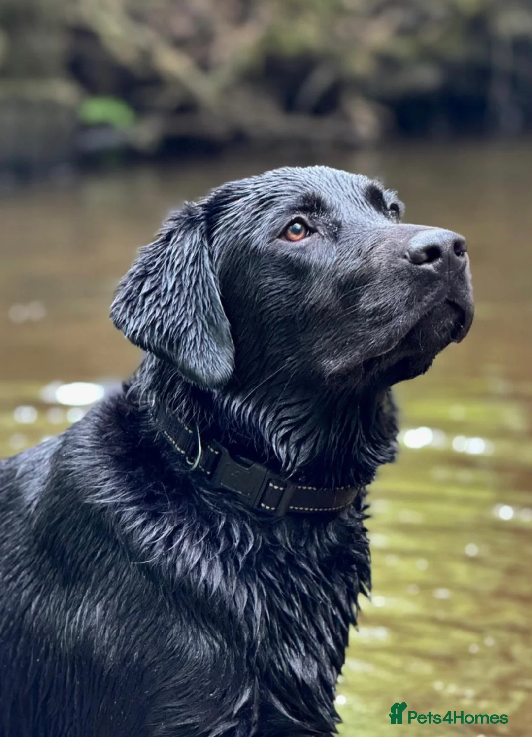 Labrador Retriever dogs for sale: Waiting list for black Labrador pups COI 0.5%   - Advert 2