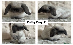 Mini Lop rabbits for sale: Gorgeous Adult and 3 Baby mini lops for sale  - Image 4