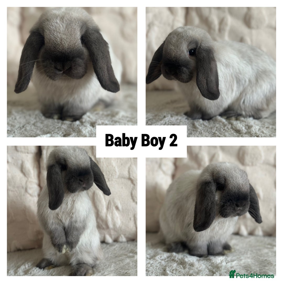 Mini Lop rabbits for sale: Gorgeous Adult and 3 Baby mini lops for sale  - Image 4