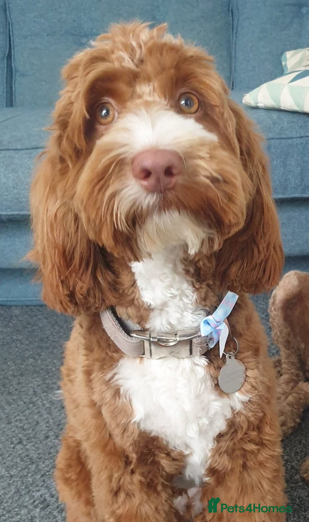 Australian Labradoodle dogs for sale: Litter due soon! - Advert 1