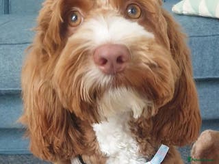 Australian Labradoodle dogs Litter due soon! - Advert 10