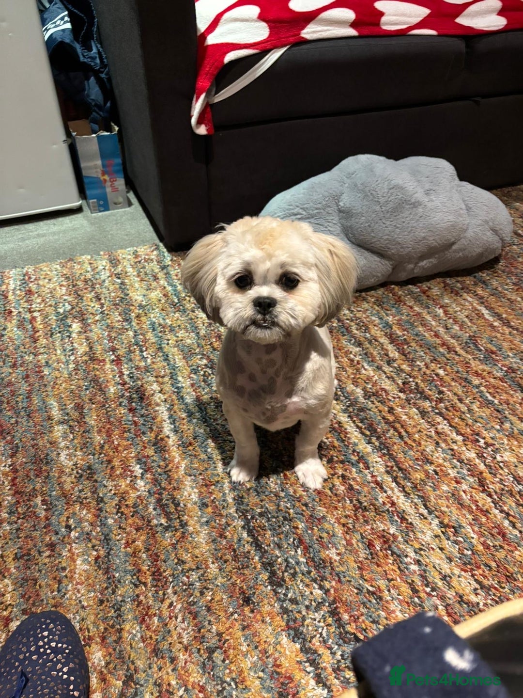 Shih Tzu dogs for sale: Shih tzu - Advert 2