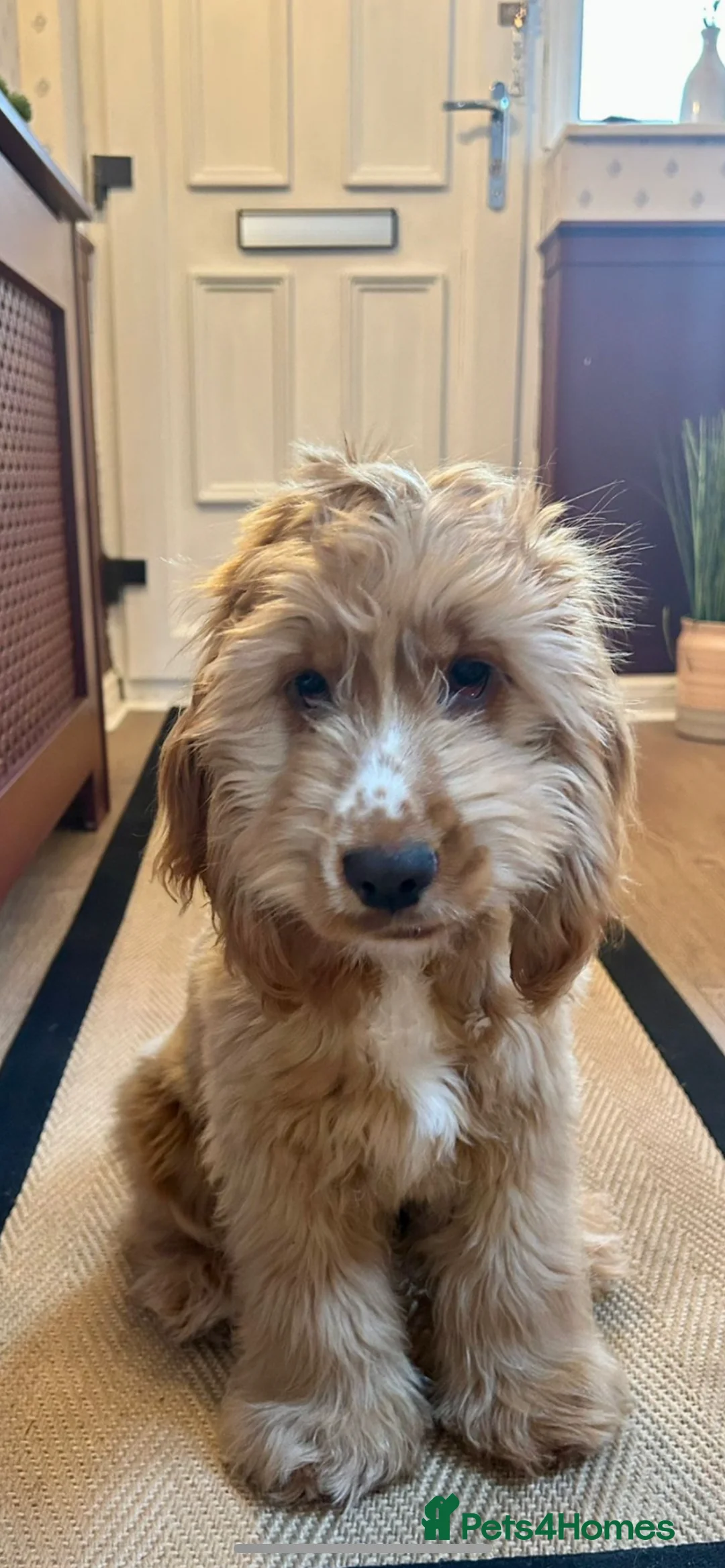 Cocker Spaniel dogs for sale: Litter due 28th Feb SHOW true to type  - Advert 5