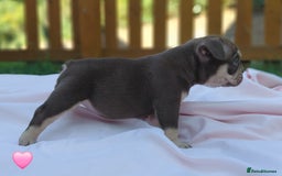 American Bully dogs for sale: ■■■■REDUCED REDUCED REDUCED■■■■ - Image 9