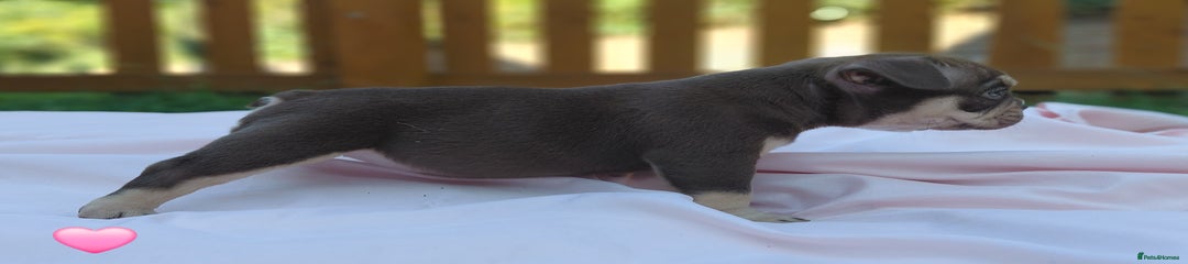 American Bully Puppy 5