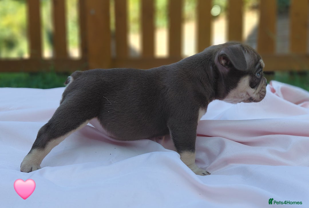 American Bully dogs for sale: ■■■■REDUCED REDUCED REDUCED■■■■ - Image 9