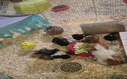 Guinea Pig rodents for sale: 3 male guinea pigs - Image 2