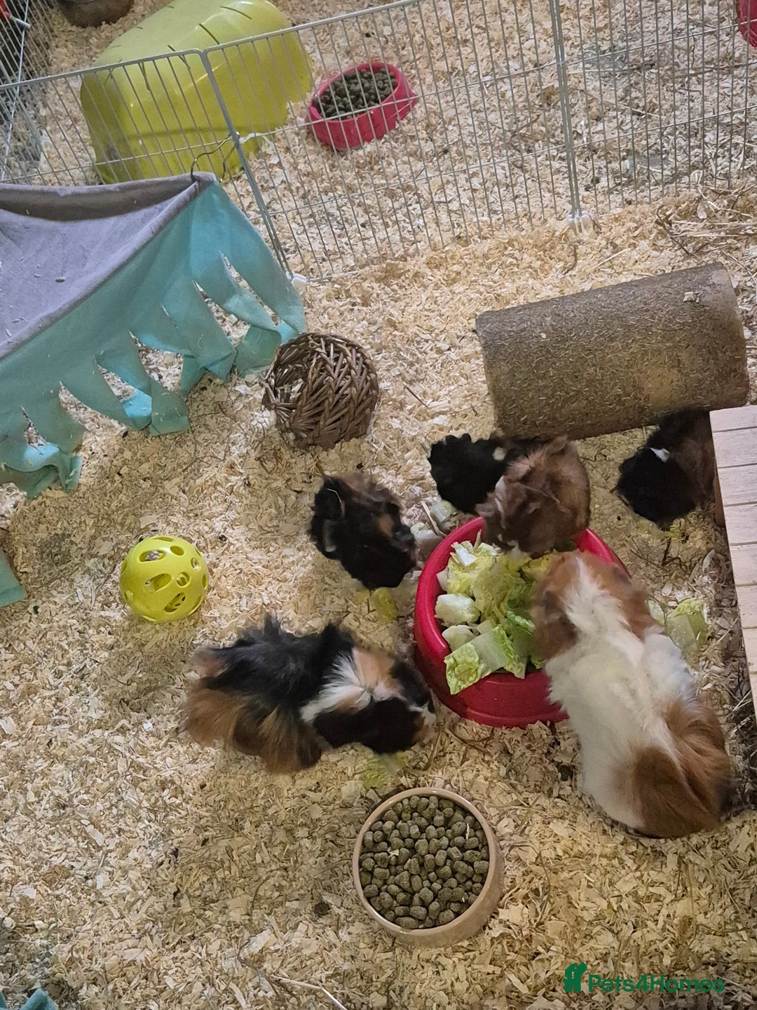 Guinea Pig rodents for sale: 3 male guinea pigs - Image 2