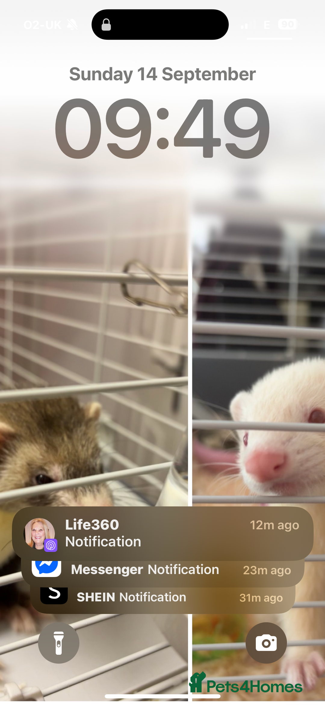 Ferret rodents for sale: 2 Ferrets Jills - Advert 1