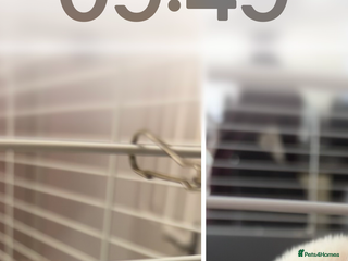 Ferret rodents 2 Ferrets Jills - Advert 1