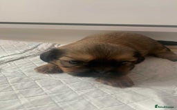 Shih Tzu dogs for sale: Shih Tzu puppy’s  - Image 6
