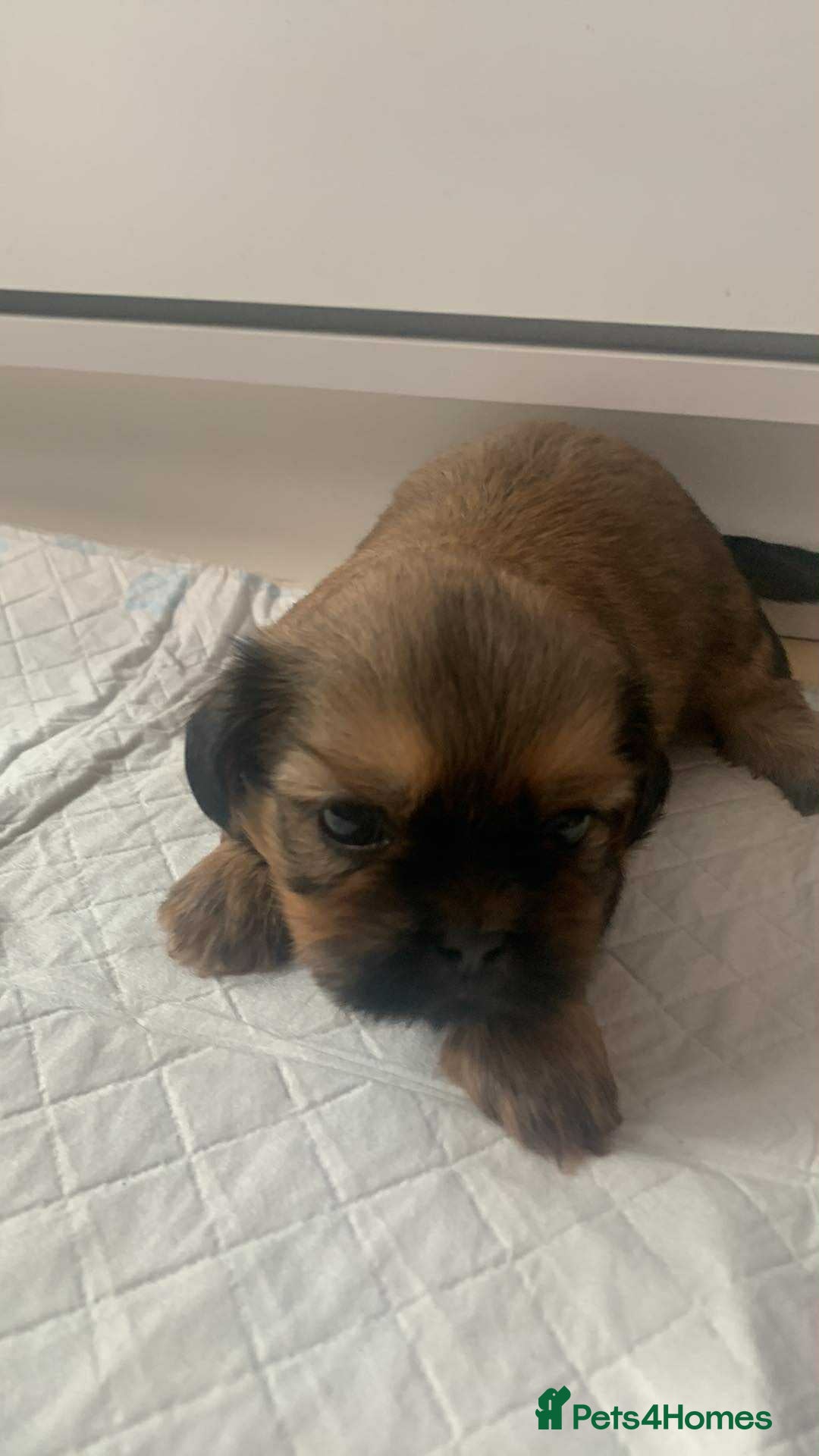 Shih Tzu dogs for sale: Shih Tzu puppy’s  - Image 6