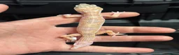 Leopard Gecko reptiles for sale: STUNNING LEOPARD GECKOS WOW AMAZING LAST FEW  - Advert 7