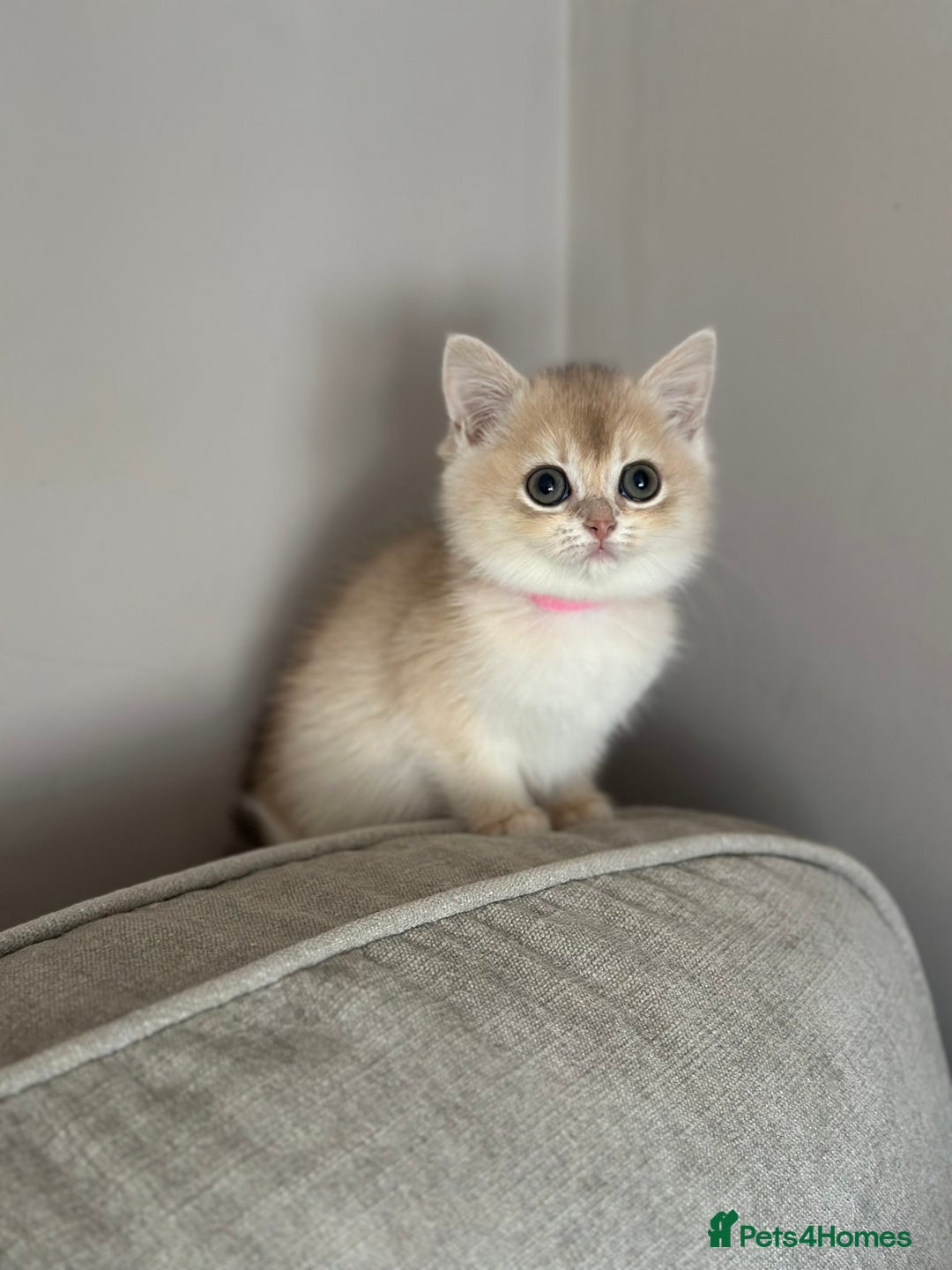 British Shorthair cats for sale: ‼️READY NOW‼️ 2 kittens left  - Advert 36