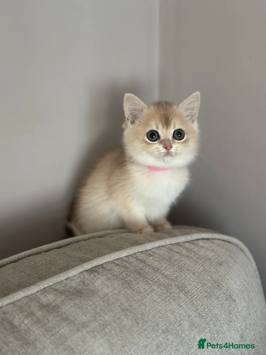 British Shorthair cats for sale: ‼️READY NOW‼️ - Advert 36