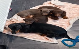 Dachshund dogs for sale: Miniture dachshund puppies  - Image 11