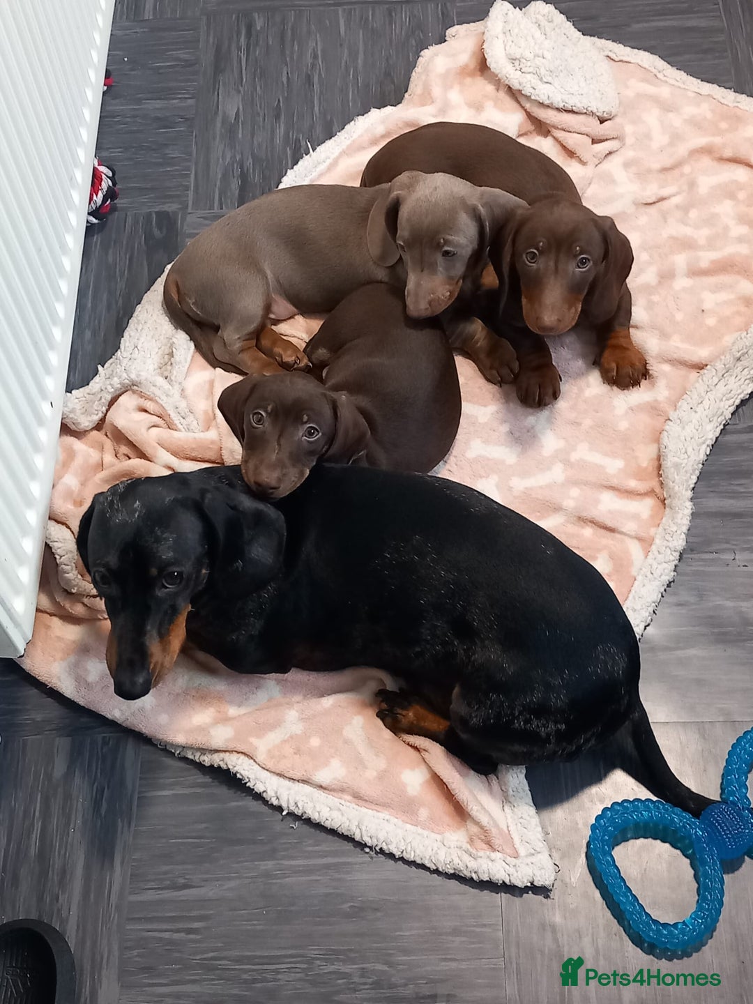 Dachshund dogs for sale: Miniture dachshund puppies  - Image 11