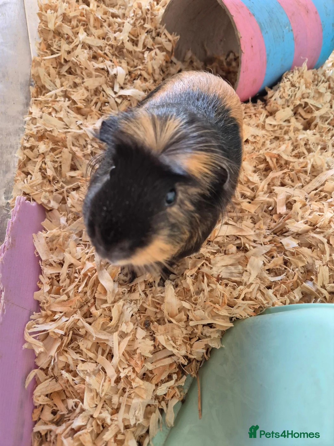 Guinea Pig rodents for sale: Pair of 2-Year-Old Male Guinea Pigs in Harrogate - Advert 1