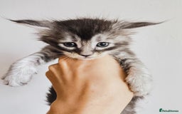 Maine Coon cats for sale: Maine coon kittens champion lines, DNA health test - Image 13