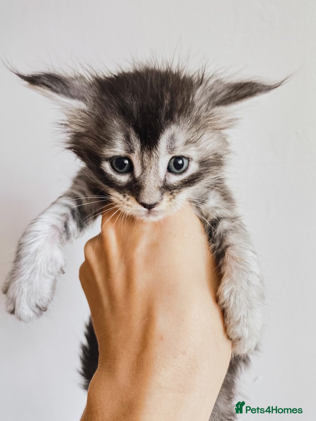 Maine Coon cats for sale: Maine coon kittens champion lines, DNA health test - Image 13