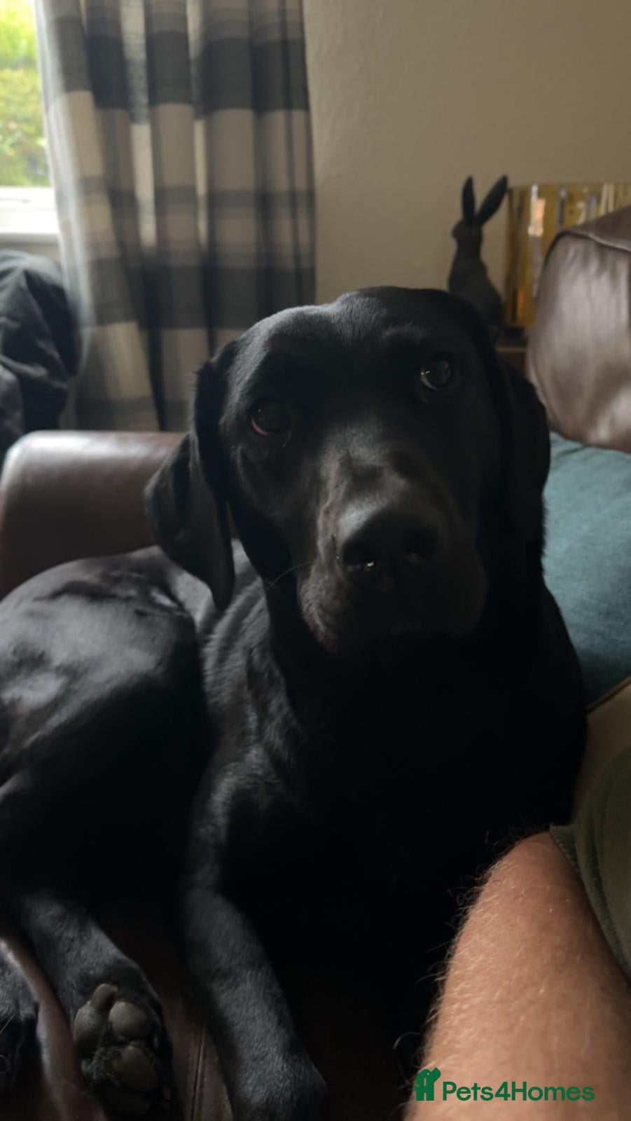 Labrador Retriever dogs for sale: KC Registered Black Labrador bitch  - Advert 3