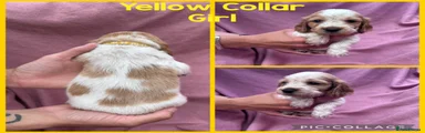 Cocker Spaniel Yellow Collar
