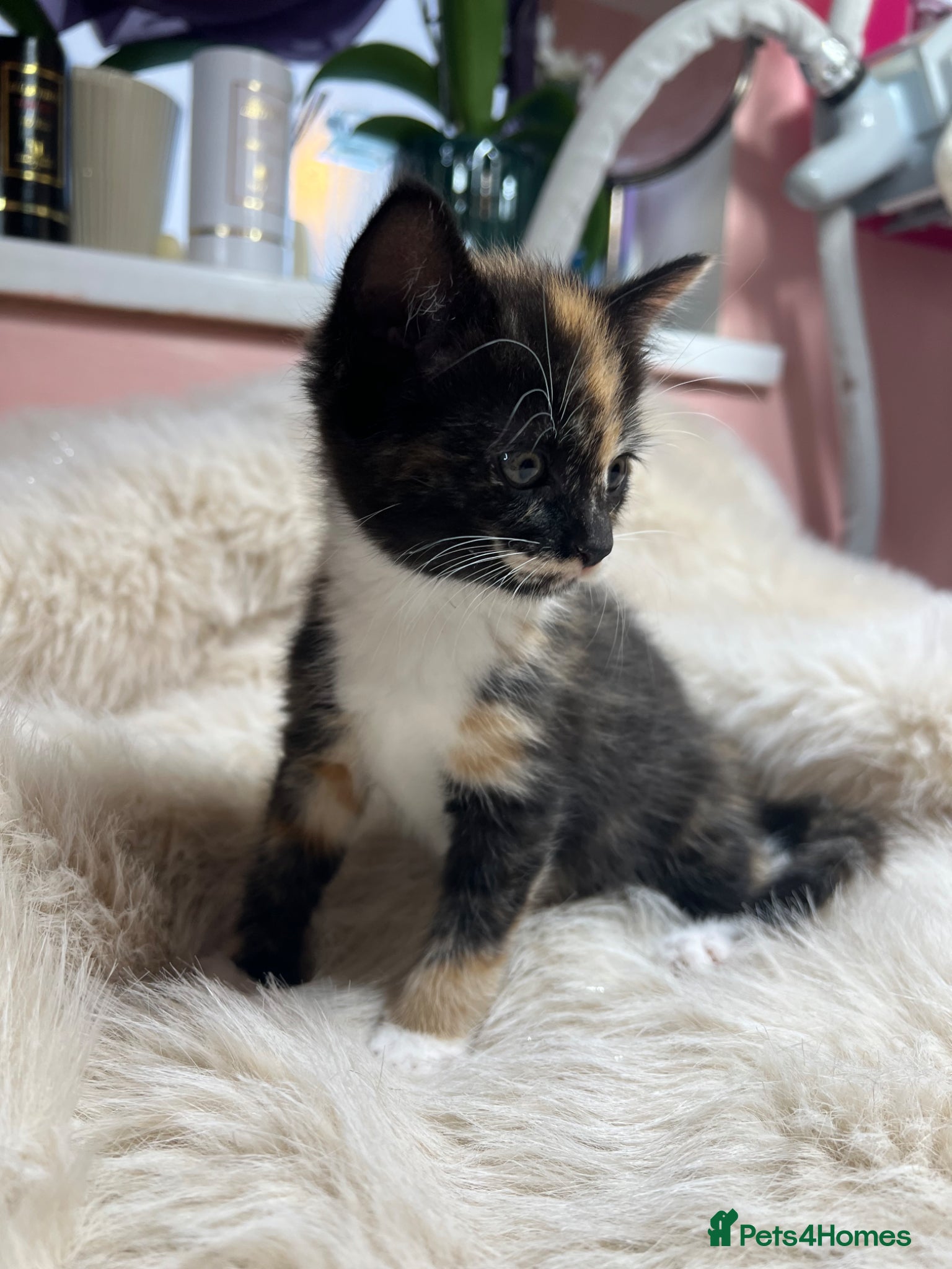 Mixed Breed cats Mixed kitten  - Advert 1