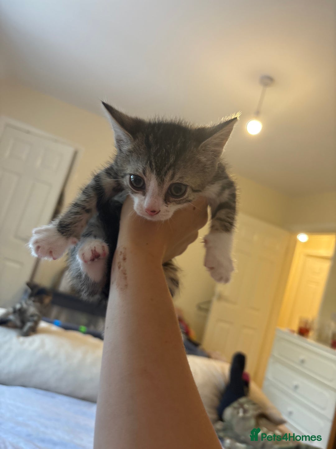 British Shorthair cats for sale: kittens  - Image 16