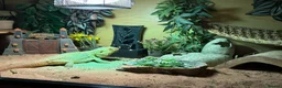 Bearded Dragon reptiles for sale: Bearded Dragon & Full Setup - Advert 2