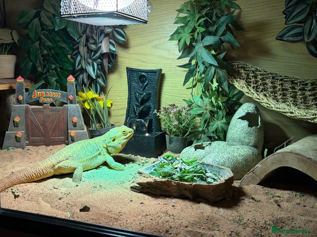 Bearded Dragon reptiles for sale: Bearded Dragon & Full Setup - Advert 2