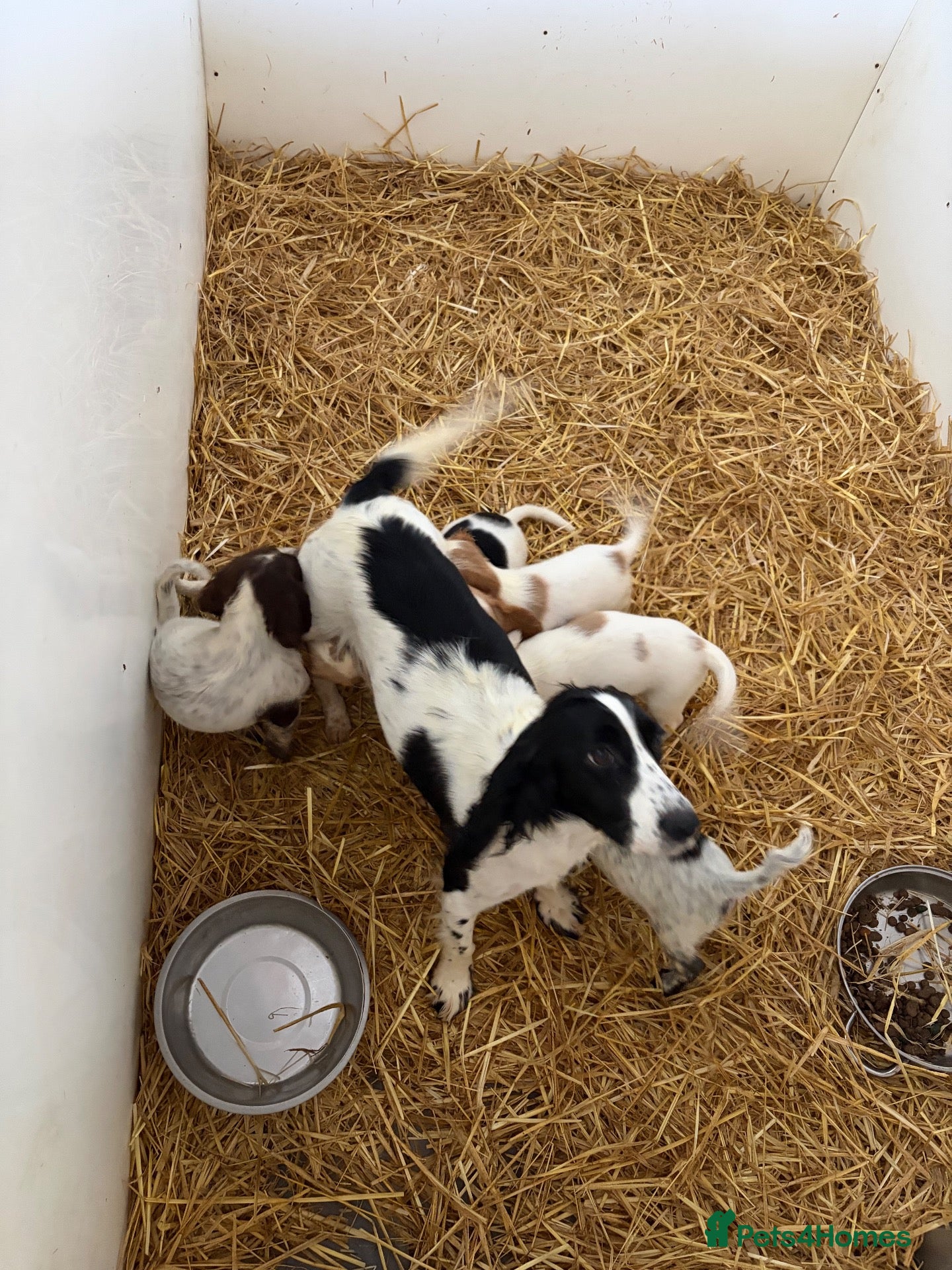 Cocker Spaniel dogs Cocker spaniel pups  - Advert 15