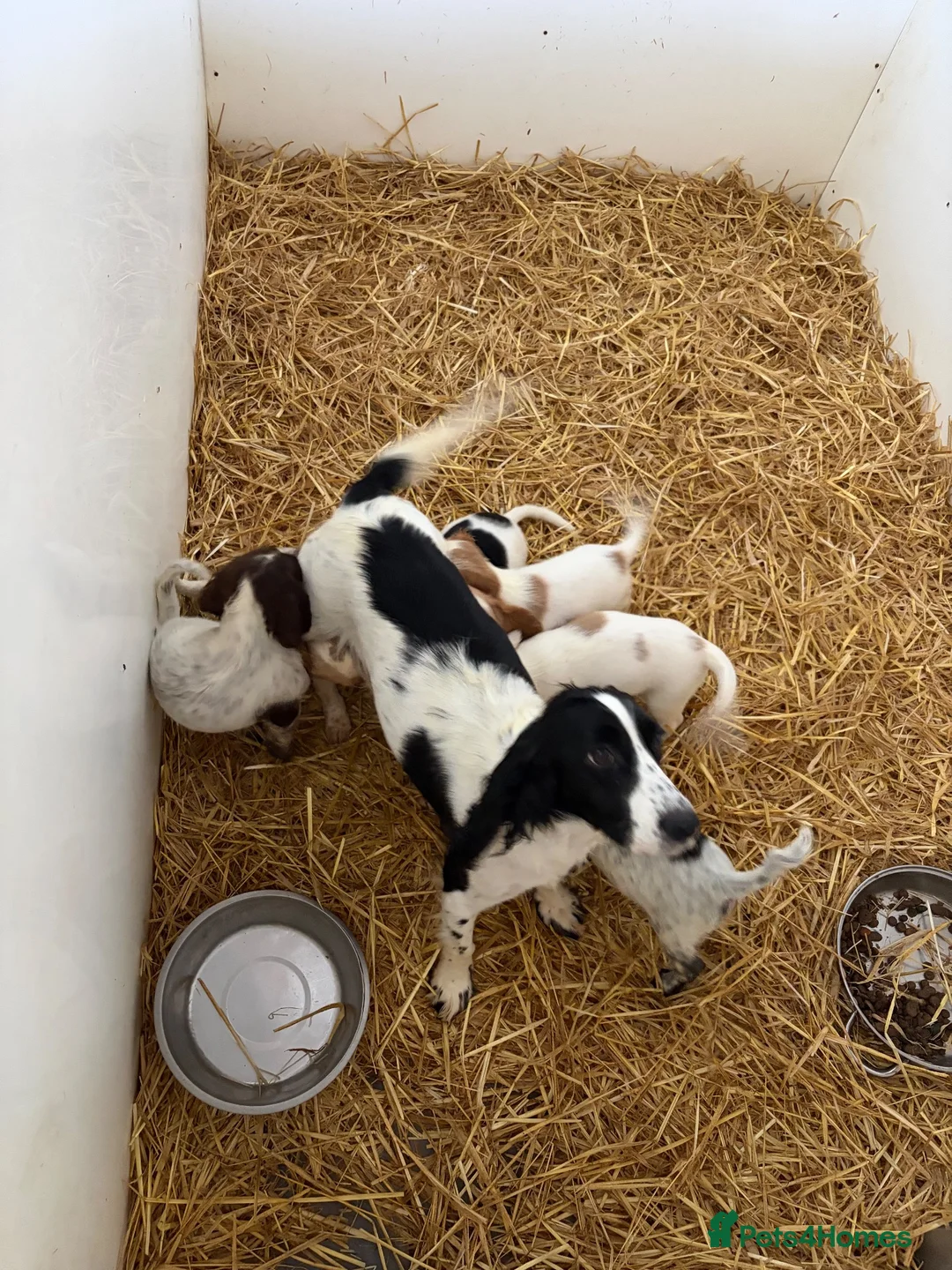 Cocker Spaniel dogs for sale: Cocker spaniel pups  - Advert 1
