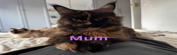 Maine Coon cats for sale: 🐾 GCCF Maine Coon Kittens 3 Red Smoke Black Boys - Advert 3