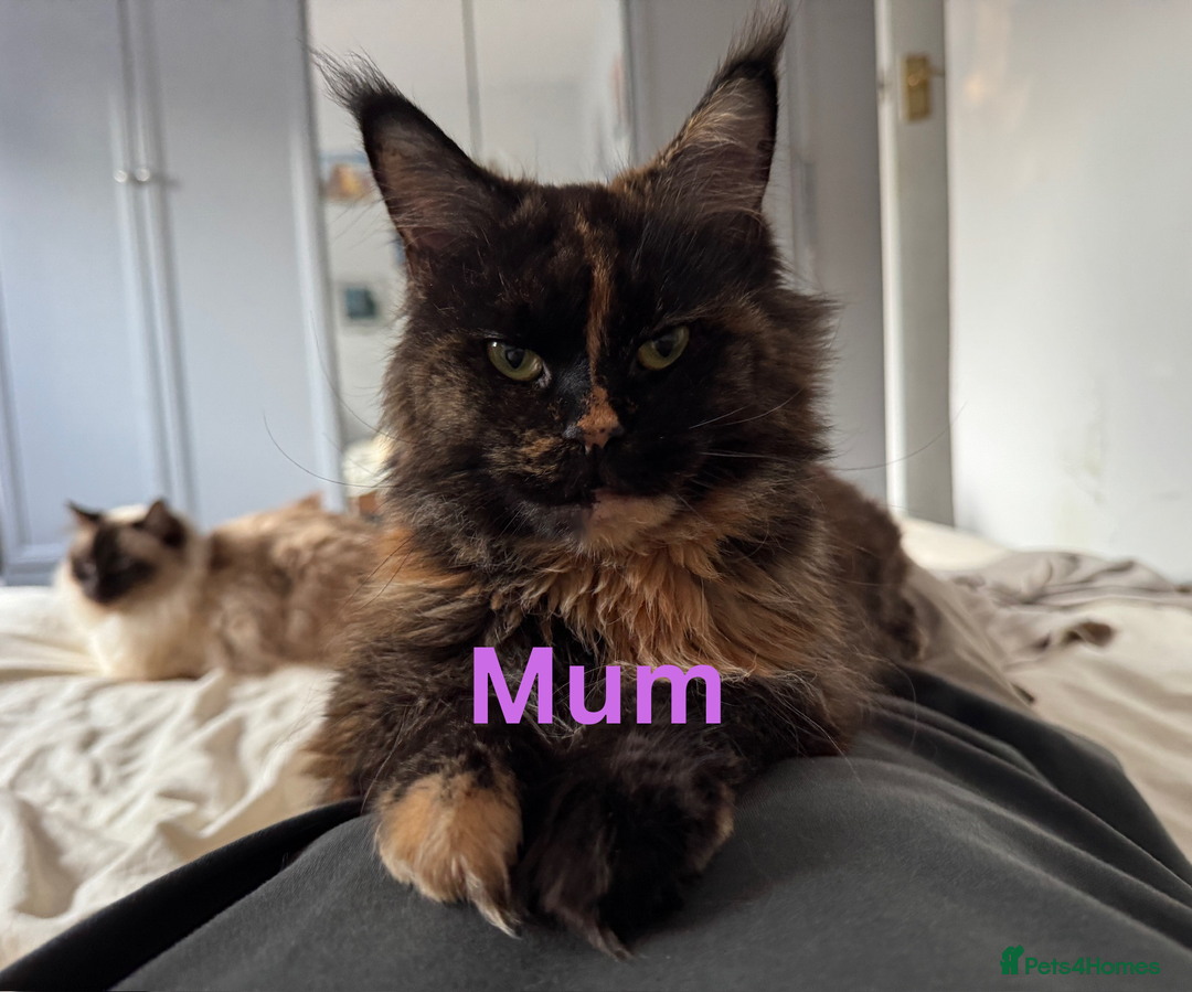 Maine Coon cats for sale: 🐾 GCCF Maine Coon Kittens 3 Red Smoke Black Boys - Advert 3