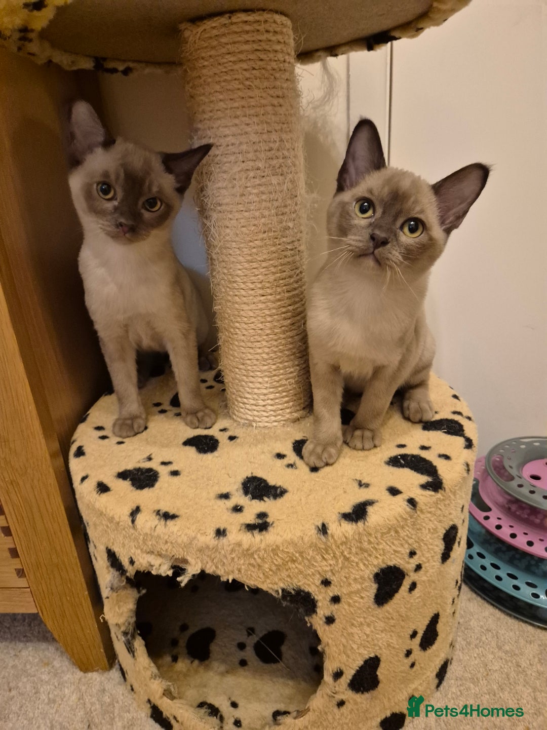 Burmese cats for sale: Pedigree Burmese Kittens - Advert 2